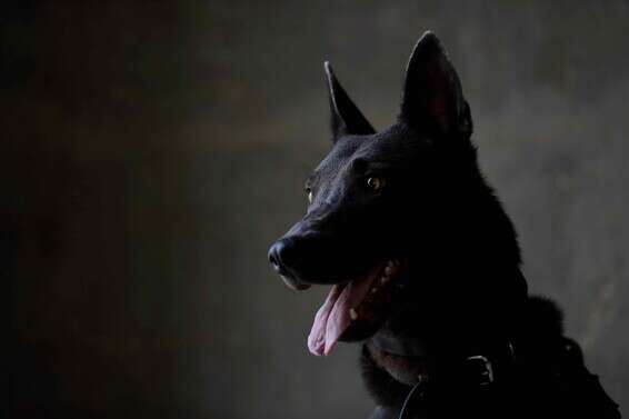 צילום: אורן כהן